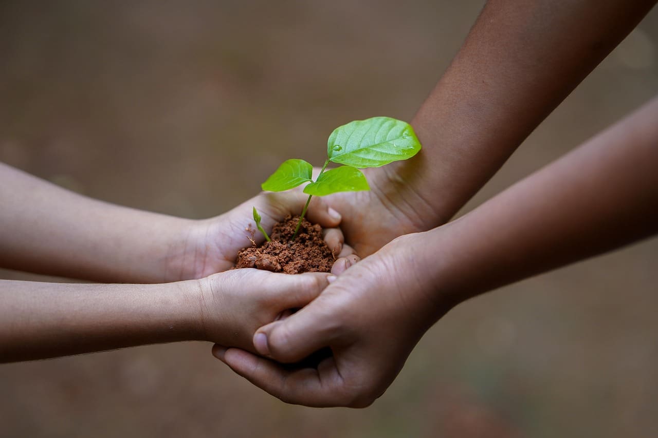 Hands giving another pair of hands a plant